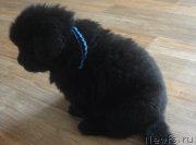 Превью фото № 181440