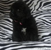 Превью фото № 181443