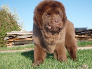 Превью фото № 181504