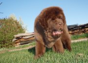 Превью фото № 181505