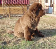 Превью фото № 181506