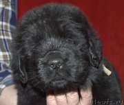 Превью фото № 181514