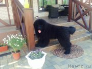 Превью фото № 181542