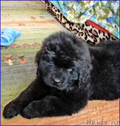 Превью фото № 181648