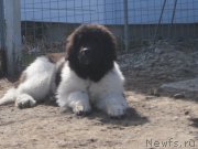 Превью фото № 181711