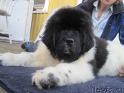 Превью фото № 181712