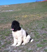 Превью фото № 181713