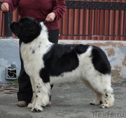 Превью фото № 181801