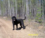 Превью фото № 181832