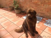 Превью фото № 181939