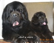 Превью фото № 182003