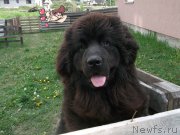 Превью фото № 182036