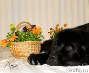 Превью фото № 182040