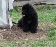 Превью фото № 182046