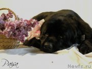 Превью фото № 182048