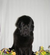 Превью фото № 182056