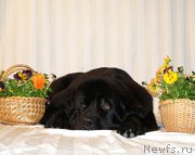 Превью фото № 182057