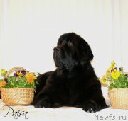 Превью фото № 182058