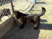 Превью фото № 182090