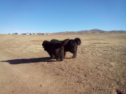 Превью фото № 182092