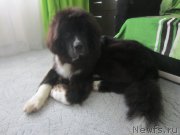 Превью фото № 182130