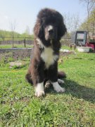 Превью фото № 182133