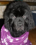 Превью фото № 182140