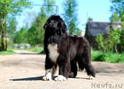 Превью фото № 182198