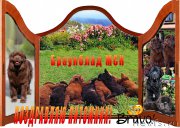 Превью фото № 182201