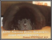 Превью фото № 182204