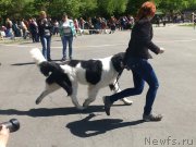 Превью фото № 182236