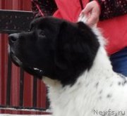 Превью фото № 182325