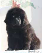 Превью фото № 182368