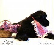 Превью фото № 182371