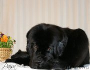 Превью фото № 182377