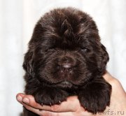 Превью фото № 182393