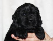 Превью фото № 182404