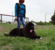 Превью фото № 182409