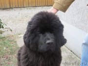 Превью фото № 182420