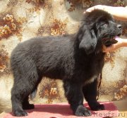 Превью фото № 182496