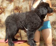 Превью фото № 182505