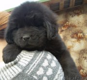 Превью фото № 182518