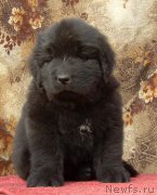 Превью фото № 182526