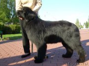 Превью фото № 182554