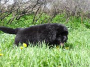 Превью фото № 182580