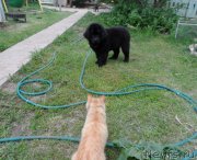 Превью фото № 182765