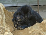 Превью фото № 182877