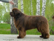 Превью фото № 182890