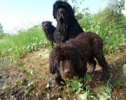 Превью фото № 182997