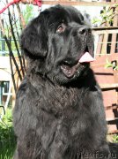 Превью фото № 183129